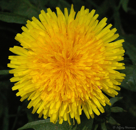 Dandelion
